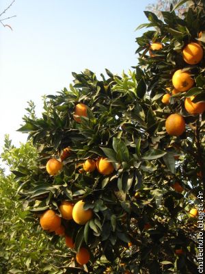 orangers